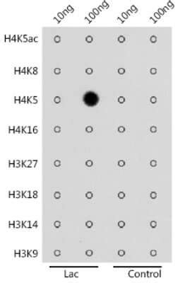 Histone H4 Lactyl Lys5 Antibody Azide And BSA Free NBP3 16137