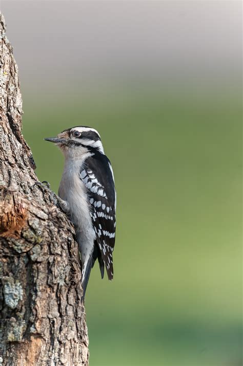 Wildeyes Images Oklahoma Birds Woodpeckers