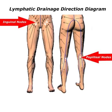 Lymphatic Drainage System In Legs