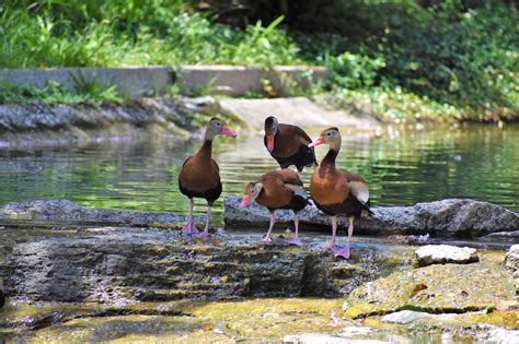 Ducks River Wildlife - Free photo on Pixabay - Pixabay