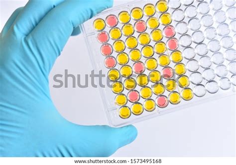 Enzymelinked Immunosorbent Assay Elisa Plate Immunology Stock Photo