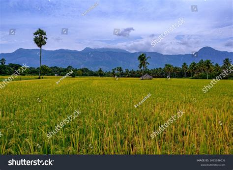 2,724 Kerala Paddy Field Stock Photos, Images & Photography | Shutterstock