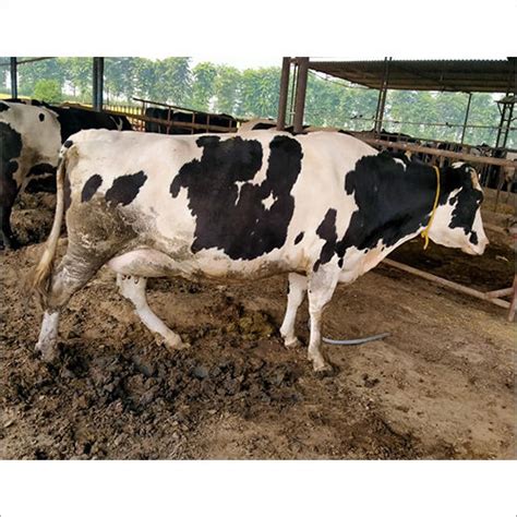 White And Black Farm Hf Cow At Best Price In Karnal Hn Dairy Farm