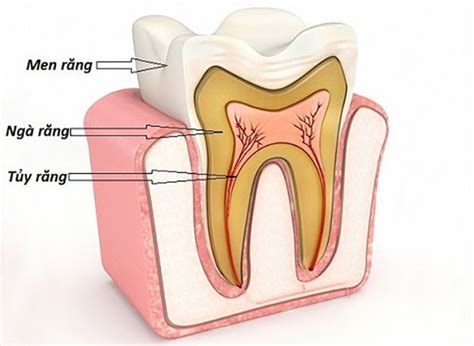 Cấu Tạo Của Răng Như Thế Nào