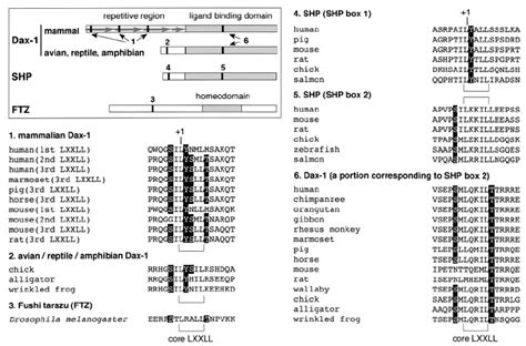 Cofactors For Ad4bp Sf 1 Lrh 1 And Ftz F1 Contain Lxxll Or