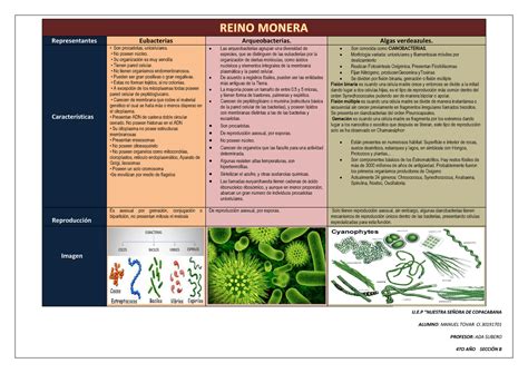 Insustituible Lobo Extra O Diferencias Entre Las Bacterias Y Las