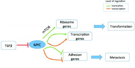 A Schematic Depiction Of Myc Induced Responses Myc Coordinates