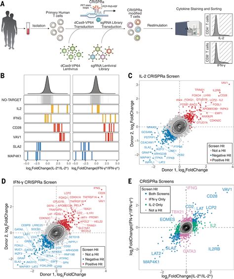 Crispr Activation And Interference Screens Decode Stimulation Responses