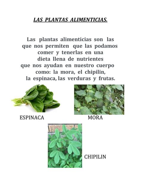Qué Son Las Redes Alimenticias 10