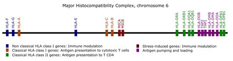 Frontiers Mhc Variants Associated With Symptomatic Versus