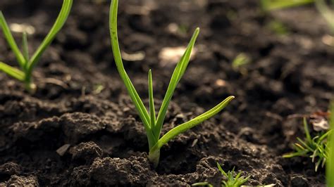 Cómo hacer abono casero Consejos para tus plantas