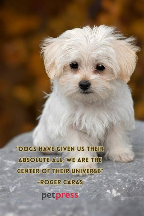 Celebrate Happiness With These 50+ Adorable Puppy Love Quotes