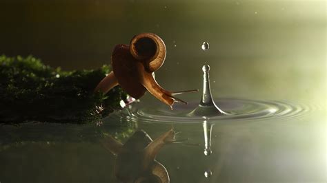 Wallpaper Sunlight Water Reflection Green Morning Snail Light