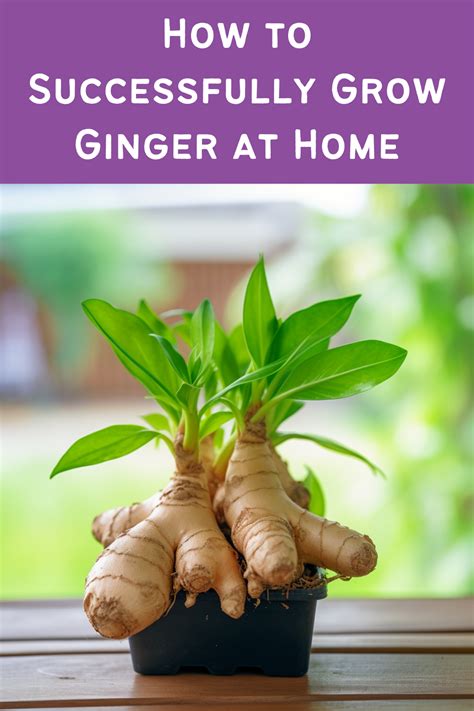 How To Successfully Grow Ginger At Home Growing Ginger Container