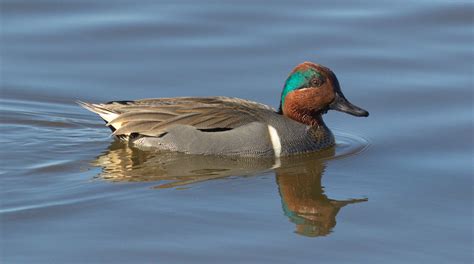 Green-winged Teal | San Diego Bird Spot