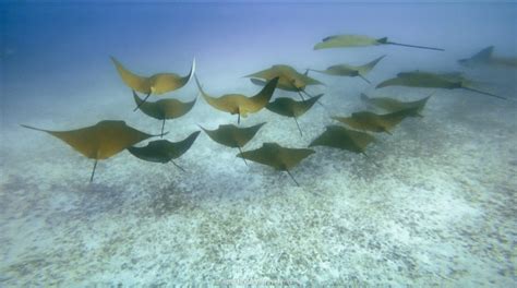 24 Best Dive Sites in The Galapagos: Scuba Diving Guide (2025)