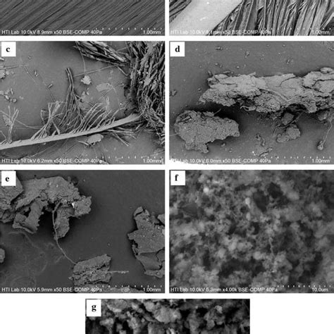 Scanning electron microscope images of chicken feathers: a Untreated ...