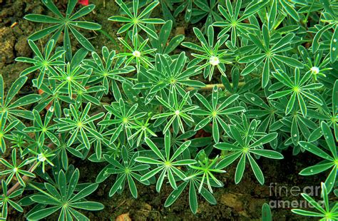 Lupinus Chamissonis Photograph By David Hughesscience Photo Library