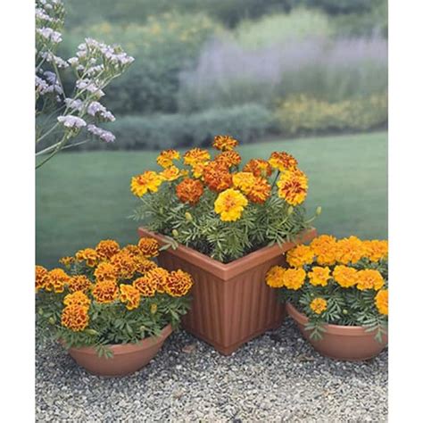 African Marigold Container