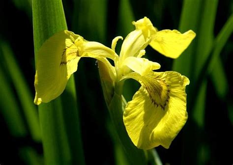 Botany Cz Iris Pseudacorus L Yellow Flag