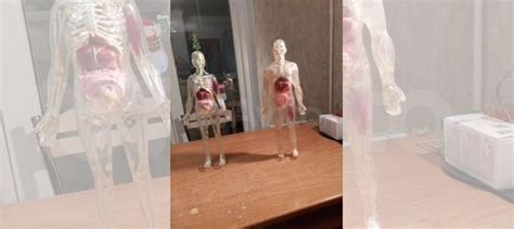 Муляж строения человека купить в Москве | Хобби и отдых | Авито