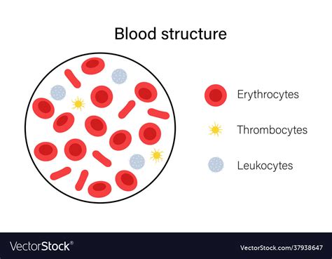 Blood structure concept Royalty Free Vector Image