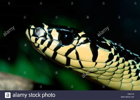 Chicken Snake High Resolution Stock Photography and Images - Alamy