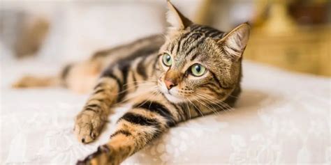 100 Beautiful Brown Cat Names for Your Mocha-Colored Kitty