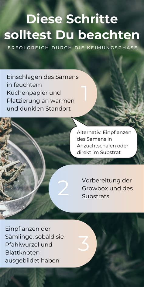 Cannabis Anbau für Anfänger Vom Samen bis zur Ernte Indoor Phasen