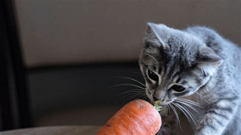 32 surprising foods cats can eat | PetsRadar