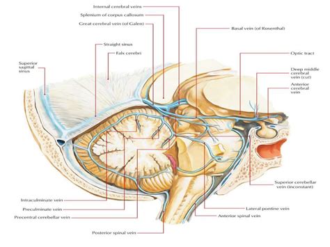 Anatomy of Pineal Gland