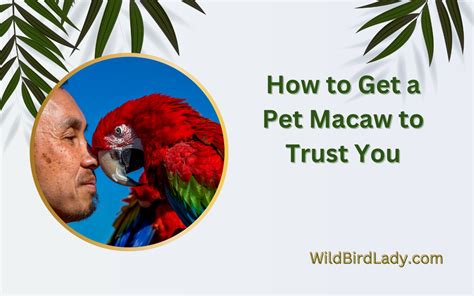 How to Get a Pet Macaw to Trust You