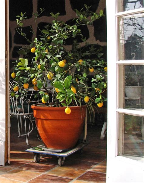 Edibles To Grow Indoors Indoor Lemon Tree Potted Trees Lemon Tree