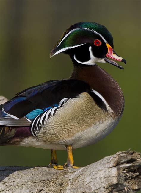 Wood Duck