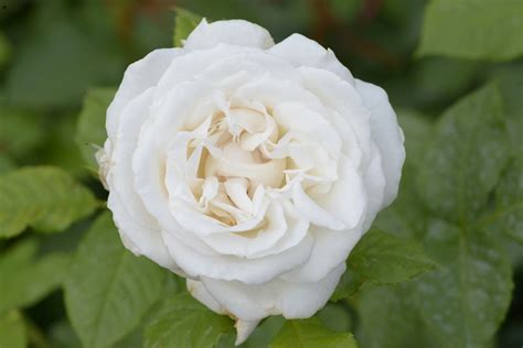 Annapurna ® | Rose, weiß, 60 - 80 cm x 40 - 50 cm (Dorieux, 2000 ...