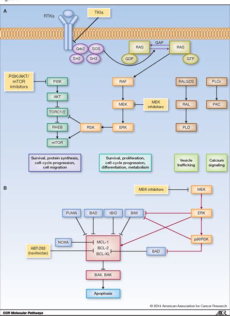 Figure 1 from Molecular Pathways Molecular Pathways : The Basis for ... 