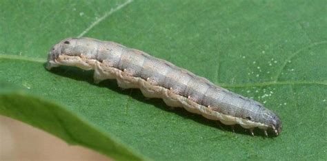 The beet armyworm (Spodoptera exigua) | Cropaia