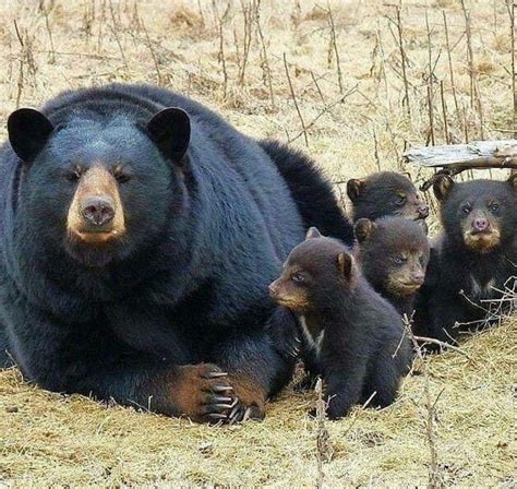 Mamma And Babies Black Bears Süße Tiere Tierbabys Coole Tiere