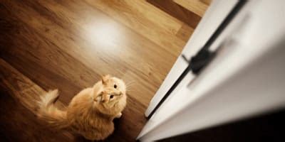 Wenn Katzen Sex Haben Wie Wann Und Wie Oft