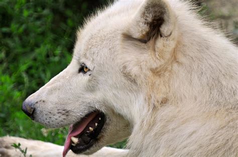 Profile Of An Arctic Wolf Relaxing Arctic Wolf Really Loo Flickr