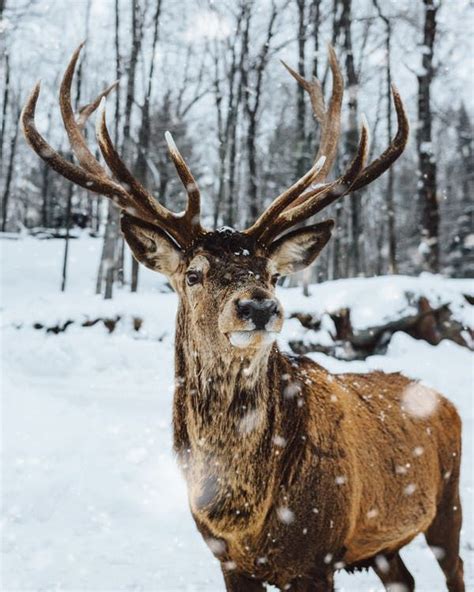 Deer In Winter Pictures Photos And Images For Facebook Tumblr