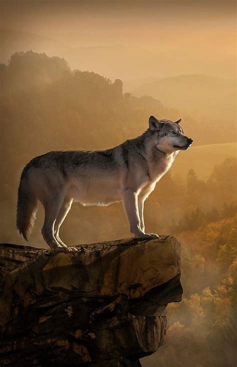 A Lone Wolf Standing On Top Of A Cliff