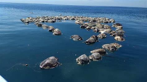 Hundreds Of Dead Sea Turtles Found Off Mexico Sbs News