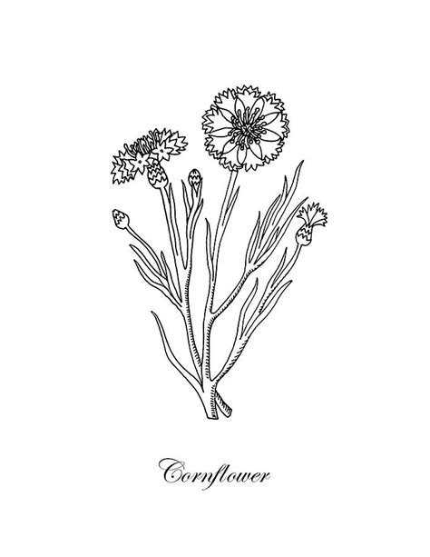 Cornflower Botanical Drawing Drawing by Irina Sztukowski