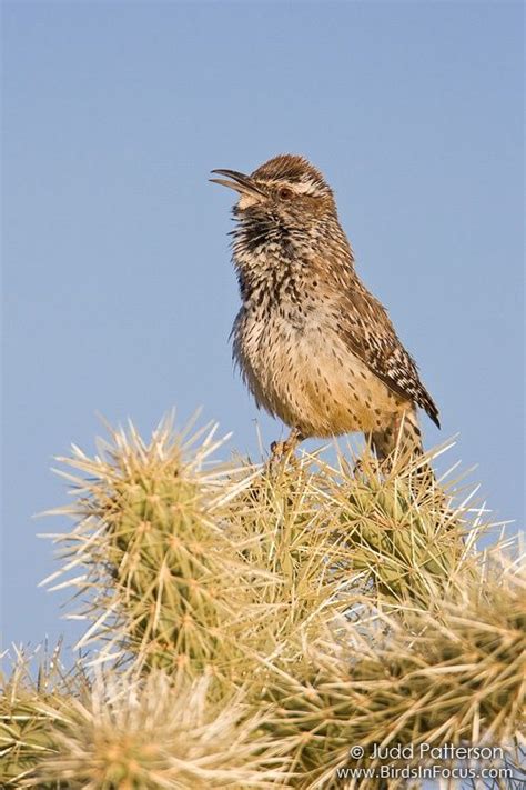 Cactus Wren | Cactus wren, Sonoran desert, Wren