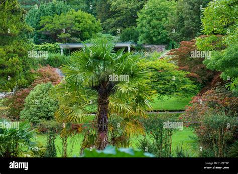 Close Up Of A Chinese Windmill Palm Aka Windmill Or Chusan Palm