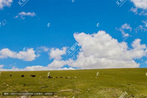 蓝天白云大草原牦牛草原风光自然风景摄影素材汇图网