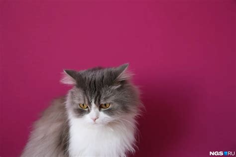 Как правильно гладить кошку британские ученые? | AnimalExpert.ru