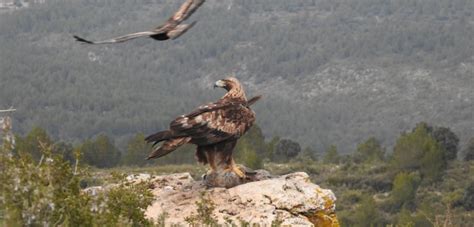 Birds of prey in Spain - Valencia Birding - Guided Bird Watching in Spain