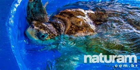 Projeto Tamar Ubatuba VEJA DE PERTO As Tartarugas Marinhas